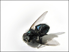 The Fly